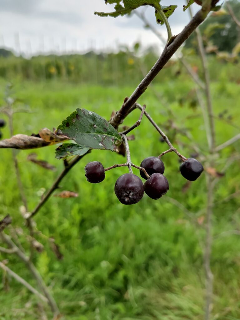 Diverse variëteiten van eetbare Sorbus x Aronia