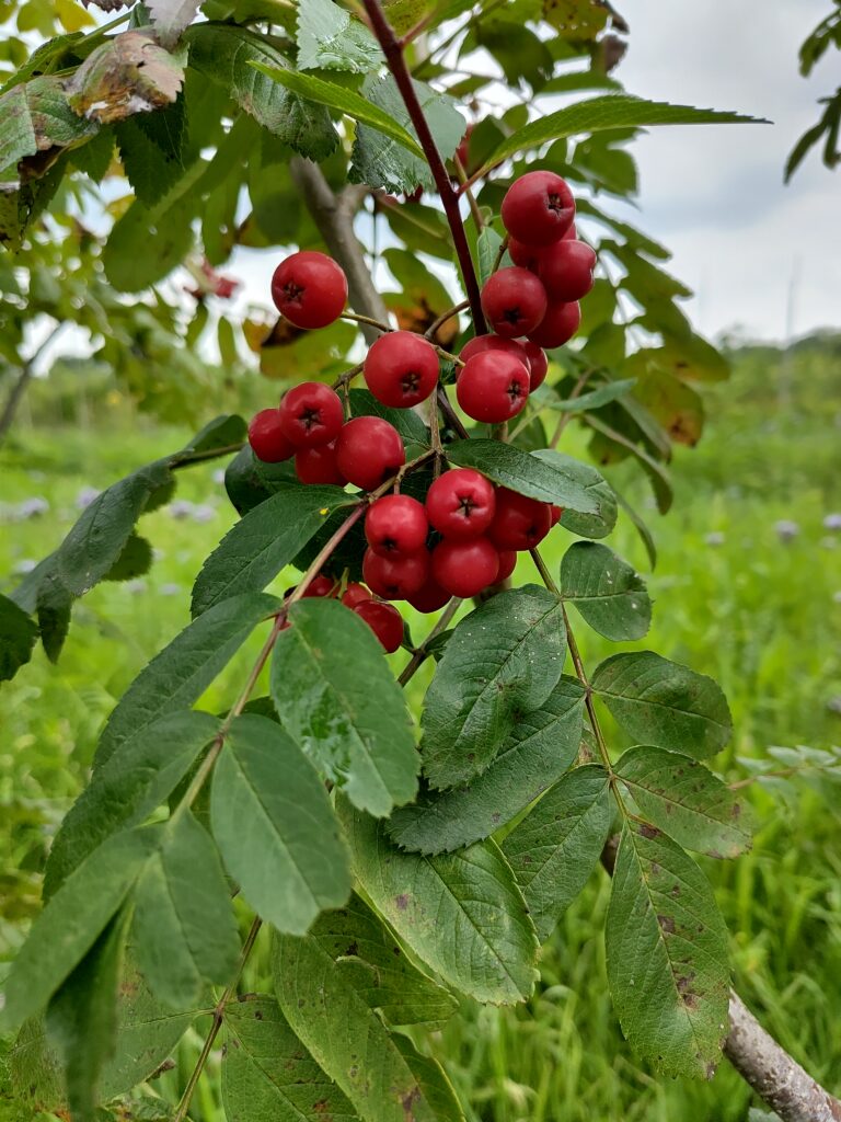 Diverse variëteiten van eetbare Sorbus x Aronia