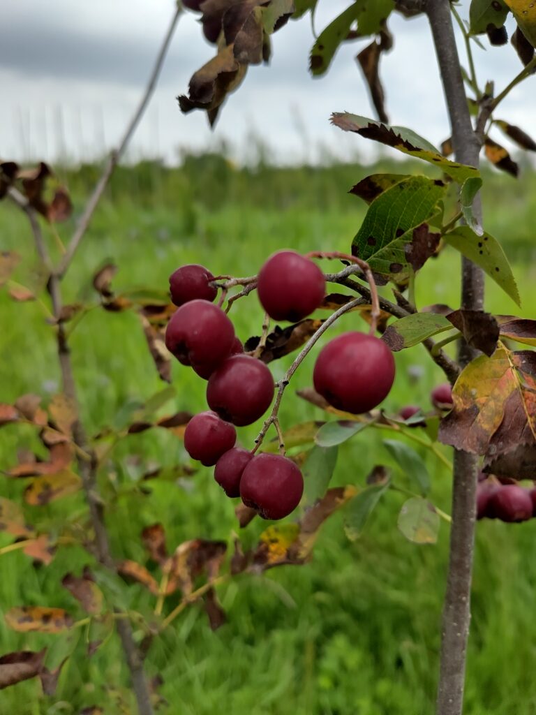 Diverse variëteiten van eetbare Sorbus x Aronia