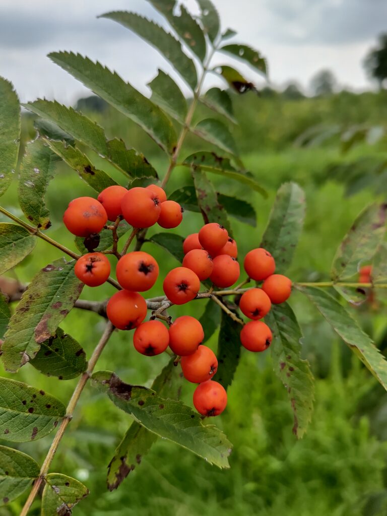 Diverse variëteiten van eetbare Sorbus x Aronia