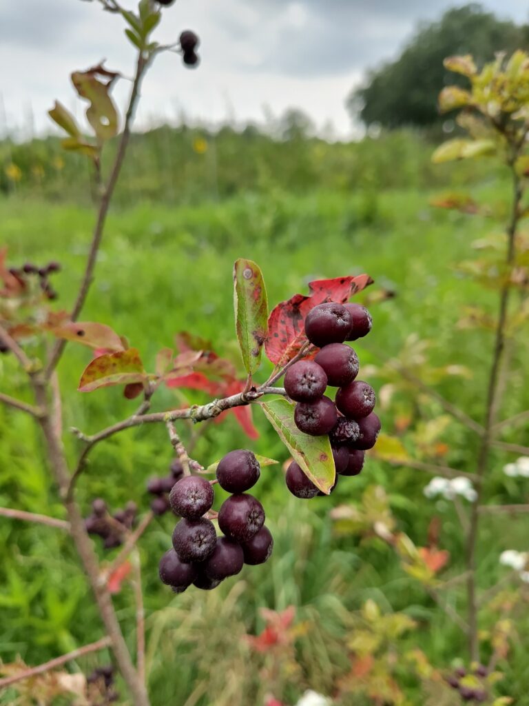 Diverse variëteiten van eetbare Sorbus x Aronia